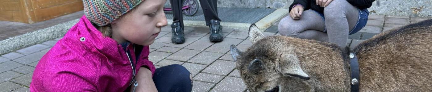 Besuch von Mufflon "Muffi"
