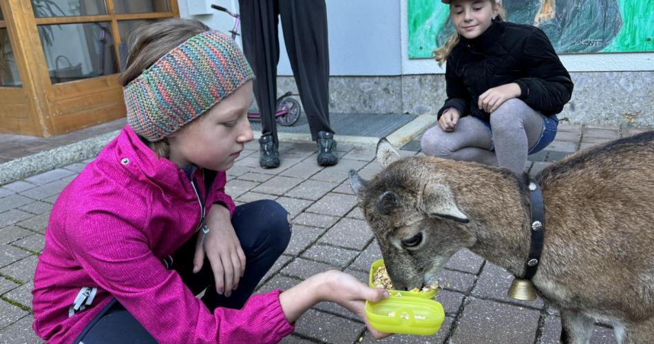 Besuch von Mufflon "Muffi"